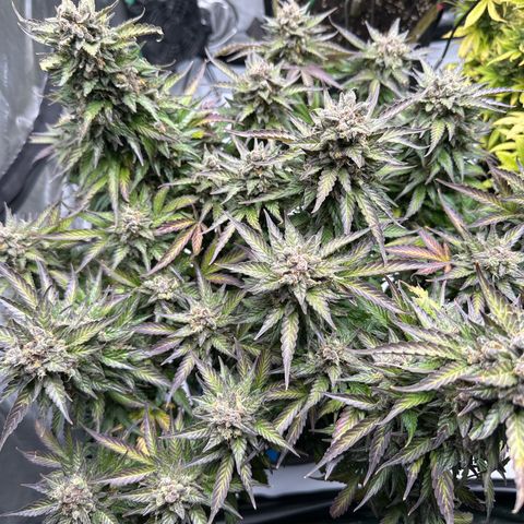 Purple Lemonade Auto growlog timeline photo