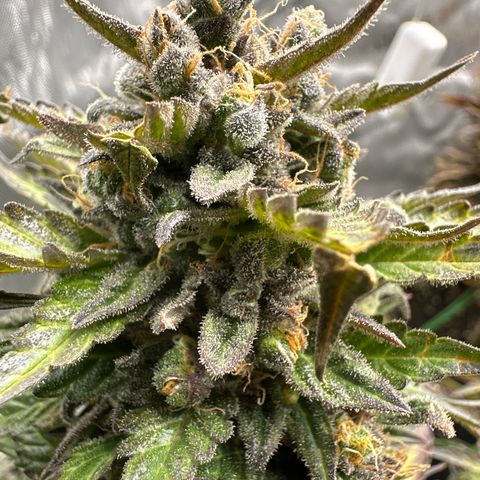 Purple Lemonade Auto growlog timeline photo