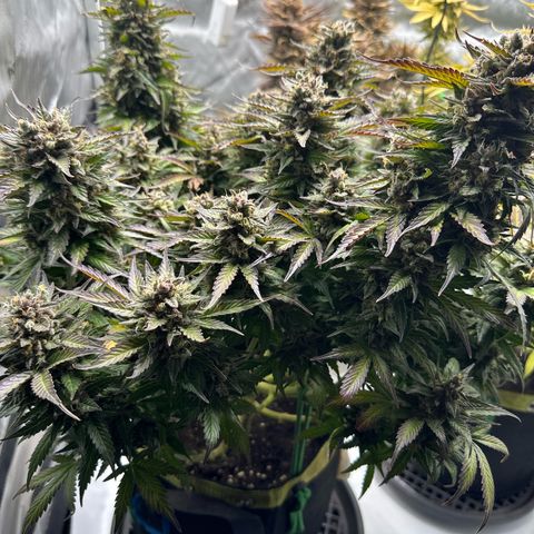 Purple Lemonade Auto growlog timeline photo