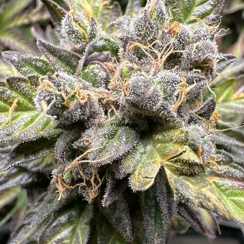 Purple Lemonade Auto growlog timeline photo