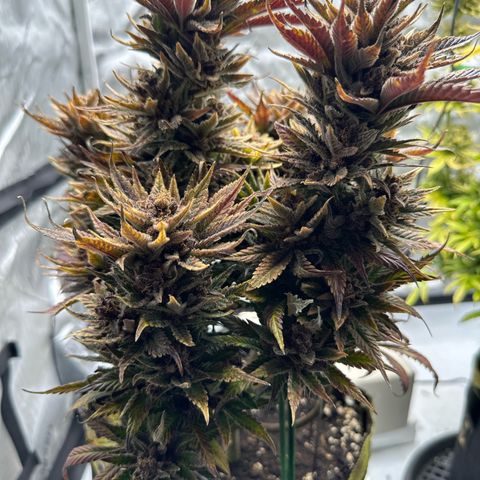 Purple Punch growlog timeline photo
