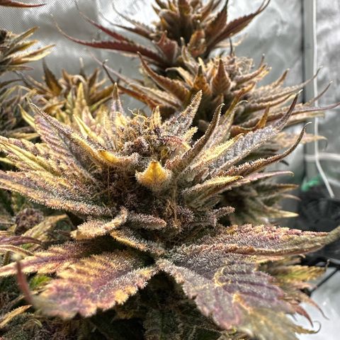 Purple Punch growlog timeline photo