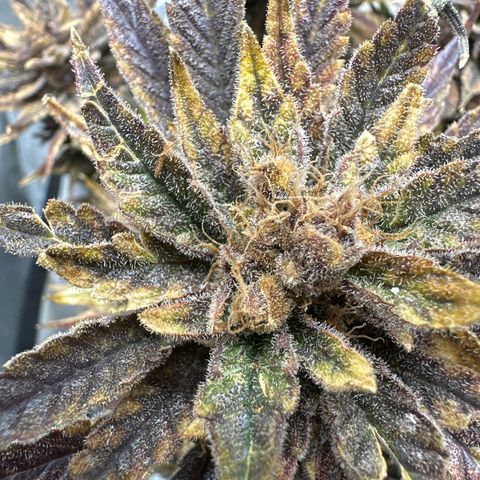 Purple Punch growlog timeline photo