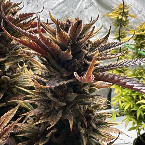 Purple Punch growlog timeline photo