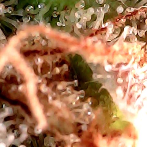 Amnesia growlog timeline photo