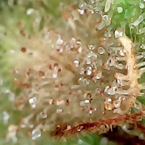 Amnesia growlog timeline photo
