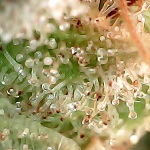 Amnesia growlog timeline photo