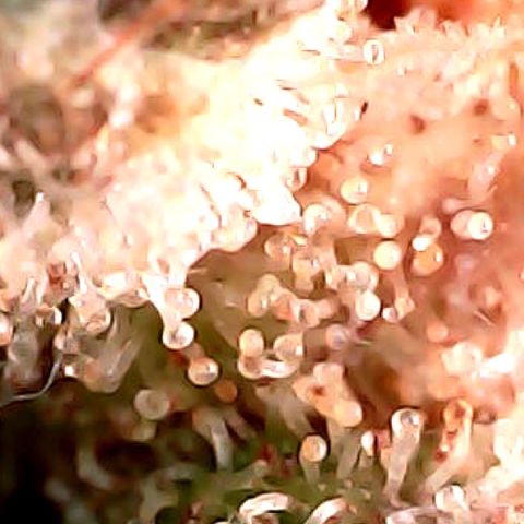 Amnesia growlog timeline photo