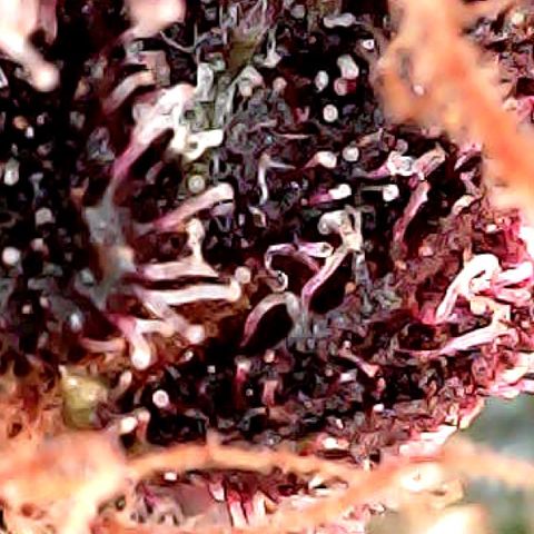 Purple Lemonade Auto growlog timeline photo