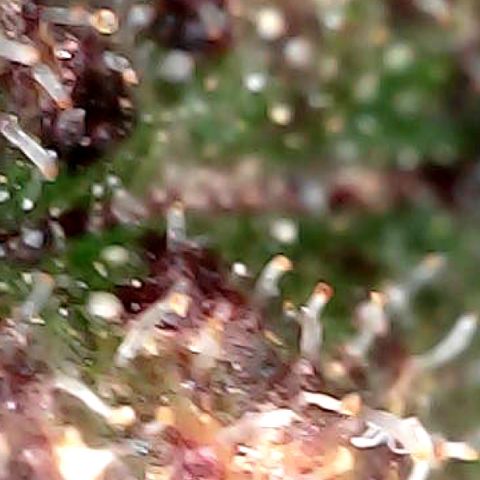 Purple Punch growlog timeline photo