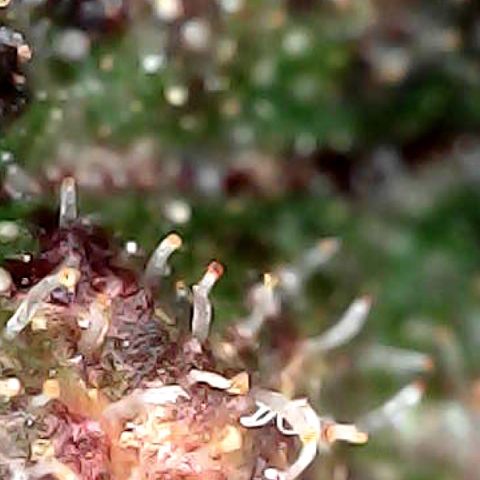Purple Punch growlog timeline photo