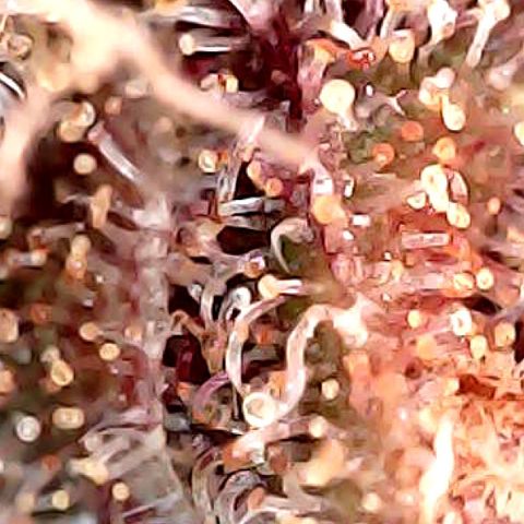 Purple Punch growlog timeline photo