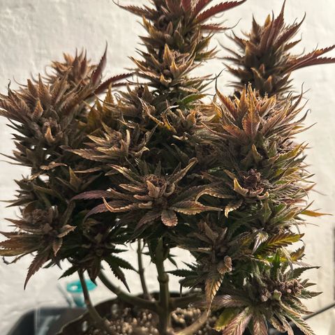 Purple Punch growlog timeline photo