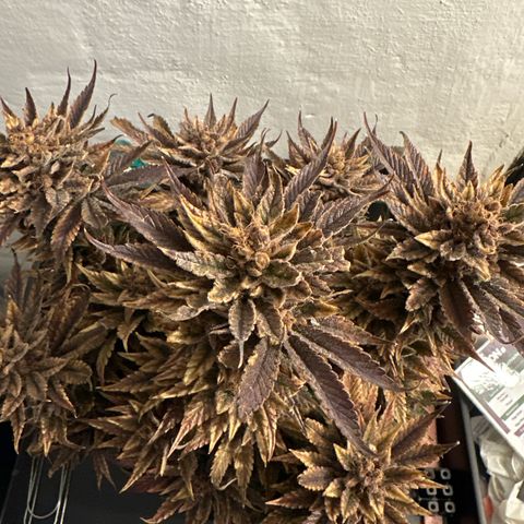 Purple Punch growlog timeline photo