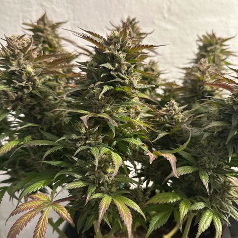 Purple Lemonade Auto growlog timeline photo