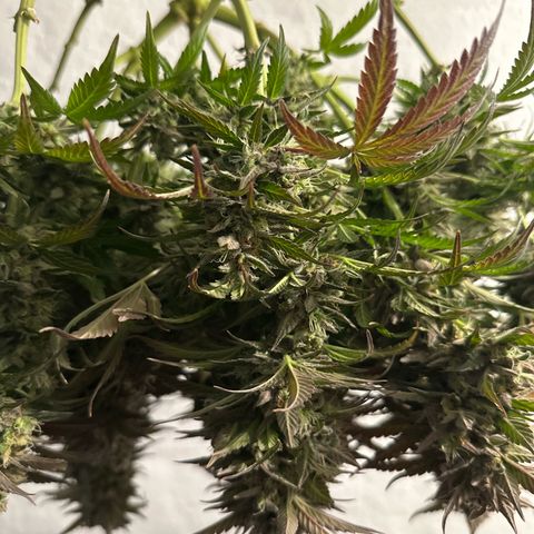 Purple Lemonade Auto growlog timeline photo