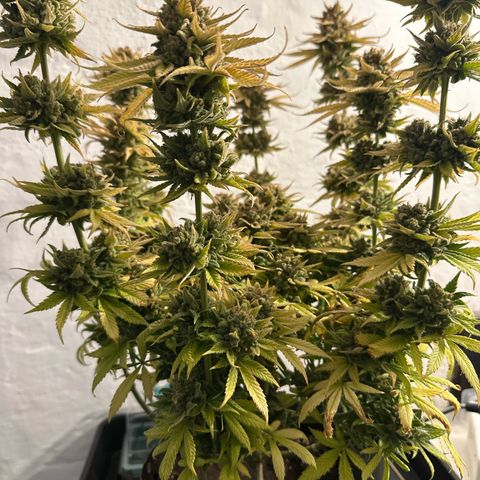 Amnesia growlog timeline photo