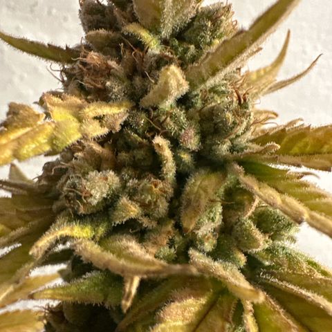 Amnesia growlog timeline photo