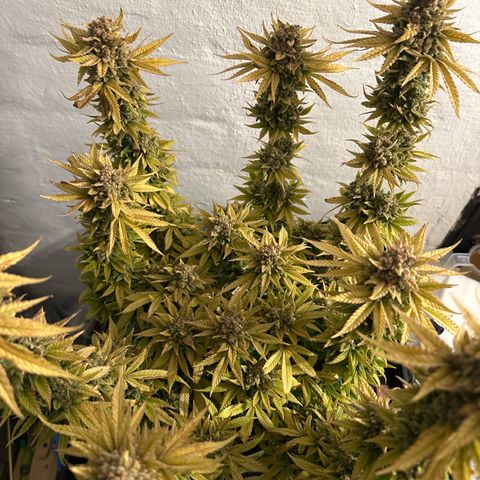 Amnesia growlog timeline photo