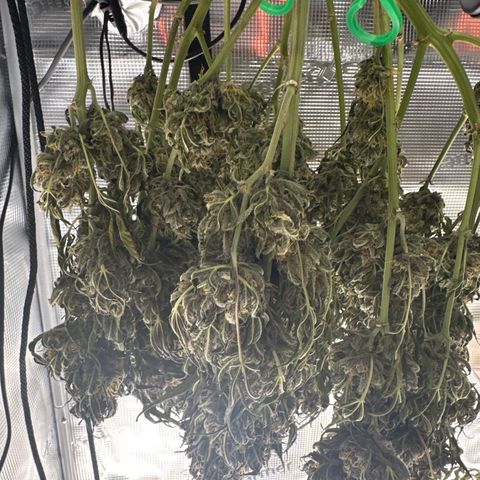 Purple Lemonade Auto growlog timeline photo