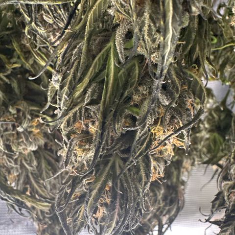 Purple Lemonade Auto growlog timeline photo