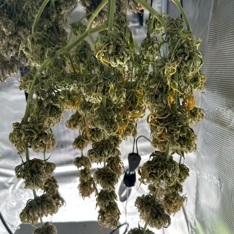 Amnesia growlog timeline photo