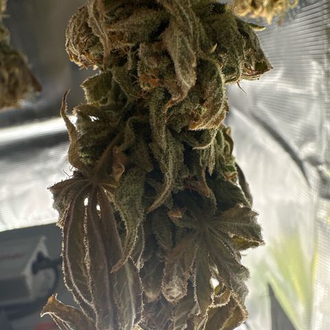 Amnesia growlog timeline photo