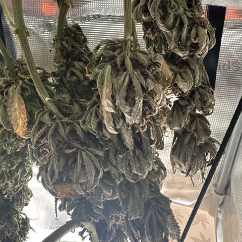 Purple Punch growlog timeline photo