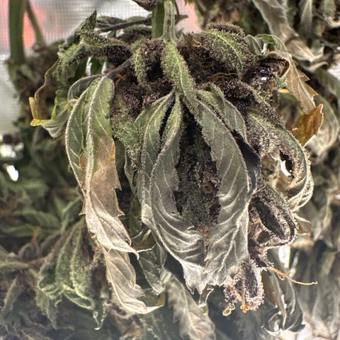 Purple Punch growlog timeline photo