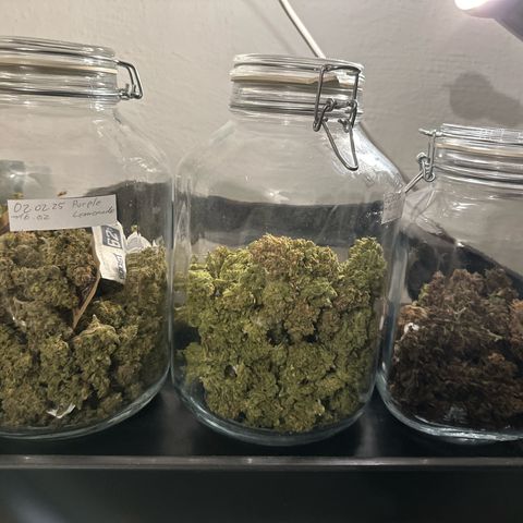 Purple Lemonade Auto growlog timeline photo