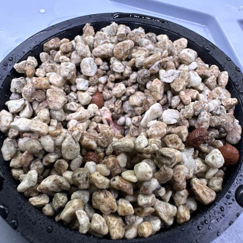 Oreoz growlog timeline photo