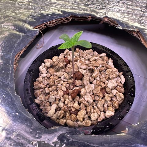Oreoz growlog timeline photo