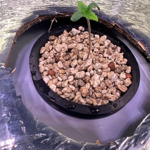 Oreoz Ultra growlog timeline photo