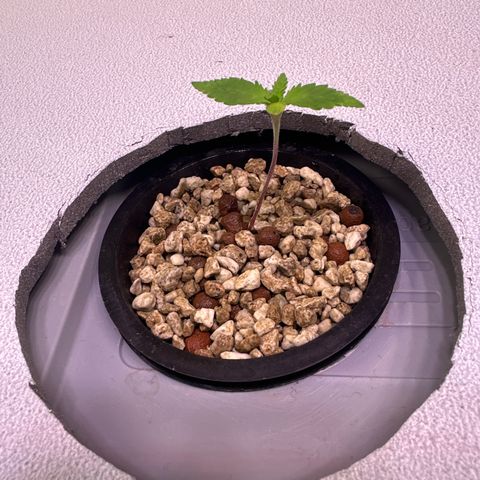 Oreoz Ultra growlog timeline photo