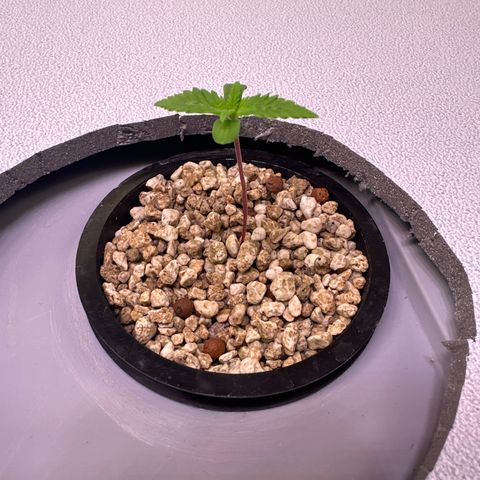 Oreoz growlog timeline photo