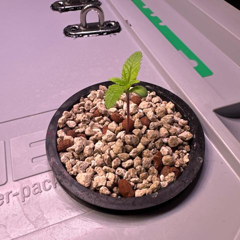 Cap Junk Ultra growlog timeline photo