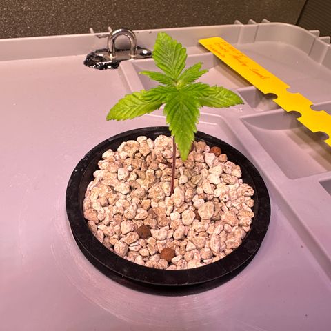 Oreoz growlog timeline photo