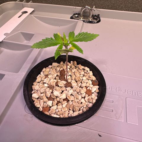 Oreoz Ultra growlog timeline photo