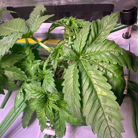 Cap Junk Ultra growlog timeline photo