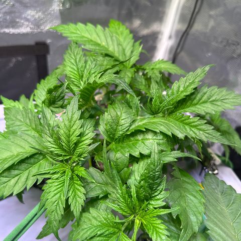Oreoz growlog timeline photo