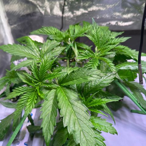 Oreoz Ultra growlog timeline photo