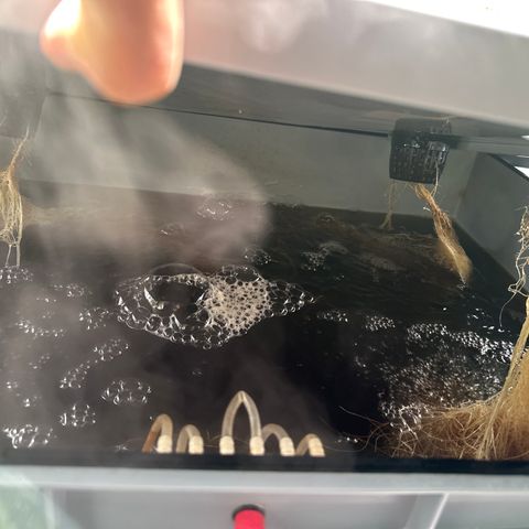 Cap Junk Ultra growlog timeline photo