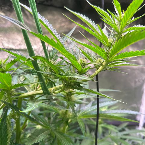 Oreoz Ultra growlog timeline photo