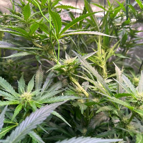 Oreoz Ultra growlog timeline photo