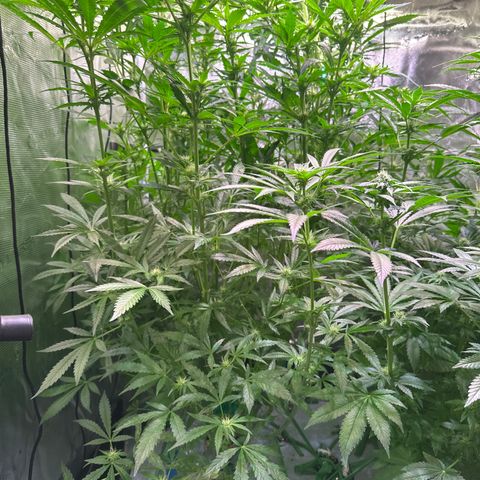 Oreoz Ultra growlog timeline photo