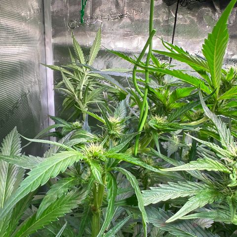 Oreoz Ultra growlog timeline photo