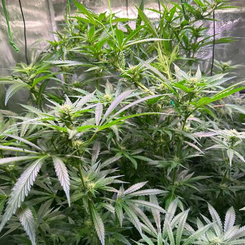 Oreoz Ultra growlog timeline photo