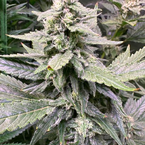 Cap Junk Ultra growlog timeline photo