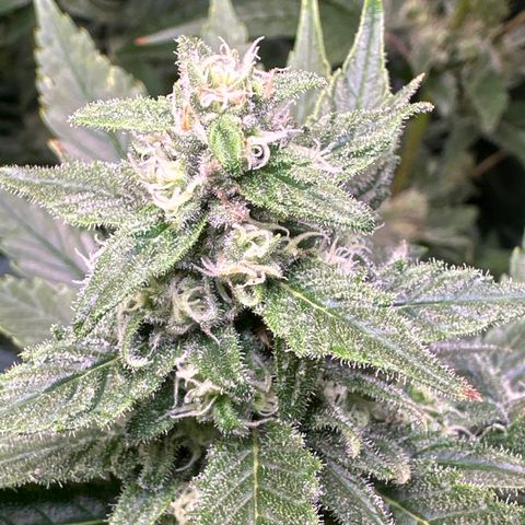 Cap Junk Ultra growlog timeline photo