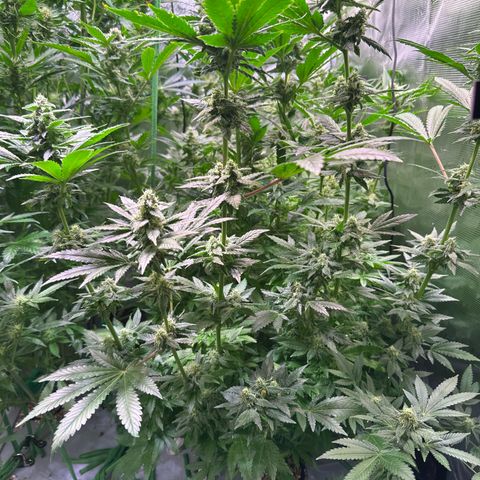 Cap Junk Ultra growlog timeline photo